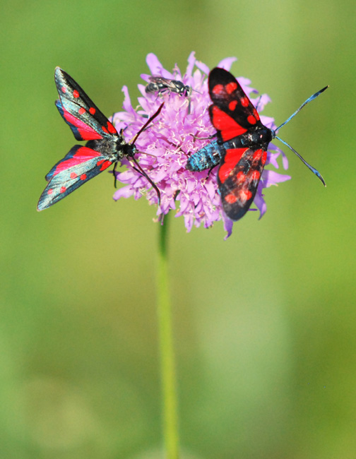 Zygaena...